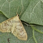 Pleuroptya ruralis - Vijačka žihľavová 211015