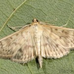 Pleuroptya ruralis - Vijačka žihľavová 23-19-18