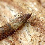 Plodia interpunctella - Vijačka papriková 091753