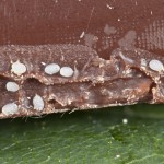 Plodia interpunctella - Vijačka papriková 14-38-18