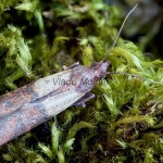 Plodia interpunctella - Vijačka papriková 152213