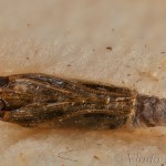 Plodia interpunctella - Vijačka papriková 16-51-49