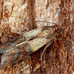 Plodia interpunctella - Vijačka papriková 164412