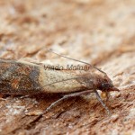 Plodia interpunctella - Vijačka papriková 165148