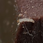 Plodia interpunctella - Vijačka papriková 18-09-35