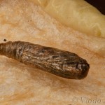 Plodia interpunctella - Vijačka papriková 20-57-02