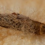 Plodia interpunctella - Vijačka papriková 21-01-12