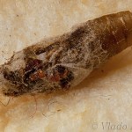 Plodia interpunctella - Vijačka papriková 21-03-17