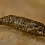 Plodia interpunctella - Vijačka papriková 21-44-45