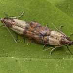 Plodia interpunctella - Vijačka papriková 22-29-56