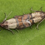 Plodia interpunctella - Vijačka papriková 22-32-35