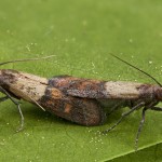 Plodia interpunctella - Vijačka papriková 22-34-49