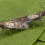 Plodia interpunctella - Vijačka papriková 22-36-12