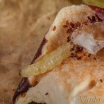 Plodia interpunctella - Vijačka papriková IMG_8047