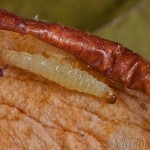 Plodia interpunctella - Vijačka papriková IMG_8072