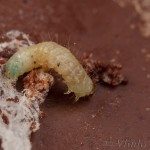 Plodia interpunctella - Vijačka papriková IMG_9091