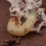 Plodia interpunctella - Vijačka papriková IMG_9107