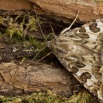 Protoschinia scutosa - Sivkavec palinový 220943