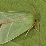 Pseudoips prasinana - Zelenka buková 05-45-17