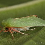 Pseudoips prasinana - Zelenka buková 05-46-23