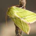 Pseudoips prasinana - Zelenka buková 201233