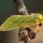 Pseudoips prasinana - Zelenka buková 20450