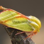 Pseudoips prasinana - Zelenka buková 21110