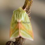 Pseudoips prasinana - Zelenka buková 212423