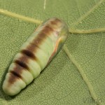 Pseudoips prasinana - Zelenka buková 23-29-26