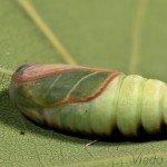 Pseudoips prasinana - Zelenka buková 23-30-51