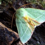 Pseudoips prasinana - Zelenka buková 7967-7980