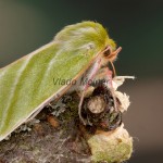 Pseudoips prasinana - Zelenka dubová 211720