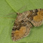 Xanthorhoe quadrifasiata - Piadivka prvosienková 155656