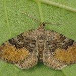 Xanthorhoe quadrifasiata - Piadivka prvosienková 161401