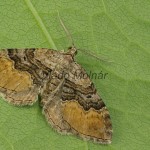 Xanthorhoe quadrifasiata - Piadivka prvosienková 162924