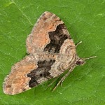 Xanthorhoe quadrifasiata - Piadivka prvosienková 21-14-33