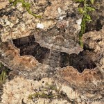 Xanthorhoe quadrifasiata - Piadivka prvosienková 21-45-49