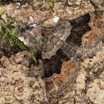 Xanthorhoe quadrifasiata - Piadivka prvosienková 21-46-17