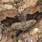 Xanthorhoe quadrifasiata - Piadivka prvosienková 21-47-07