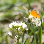 Anthocharis cardamines - Mlynárik žeruchový IMG_0917