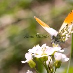 Anthocharis cardamines - Mlynárik žeruchový IMG_0918