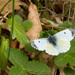 Anthocharis cardamines - Mlynárik žeruchový IMG_8542