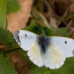 Anthocharis cardamines - Mlynárik žeruchový IMG_8544