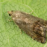 Cidia splendana 20-10-51