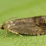 Cidia splendana 20-12-15