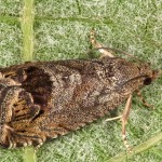 Cidia splendana 23-43-58