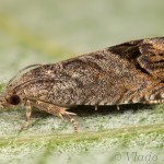 Cidia splendana 23-44-44