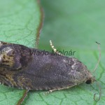 Cydia splendana 140146