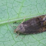 Cydia splendana 150249