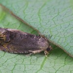 Cydia splendana 151432
